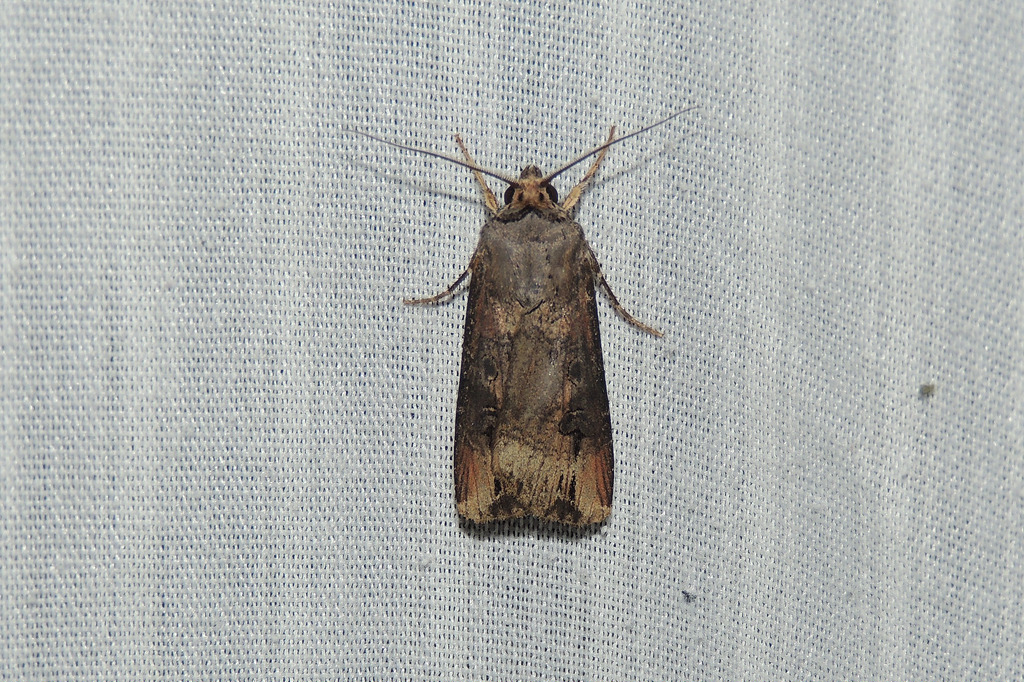 Maryland Biodiversity Project - Ipsilon Dart Moth (Agrotis ipsilon)