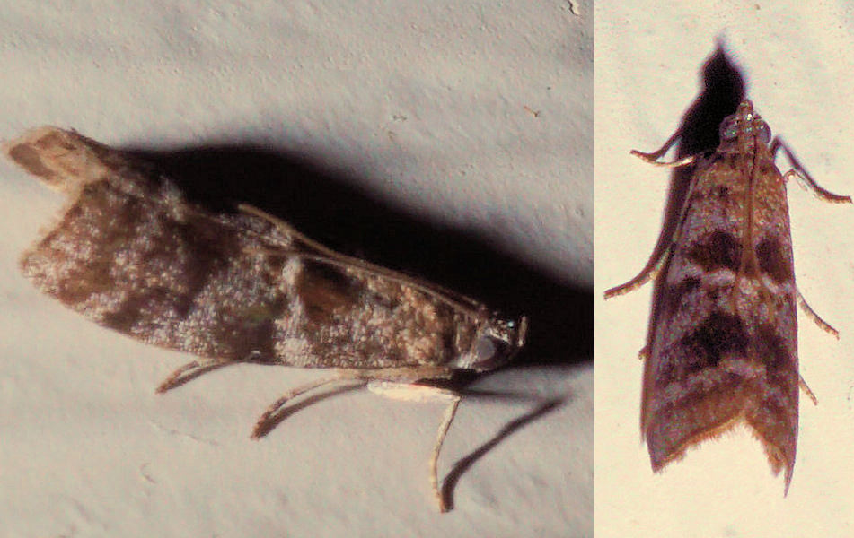 Maryland Biodiversity Project - Tupelo Leaffolder Moth (Actrix ...