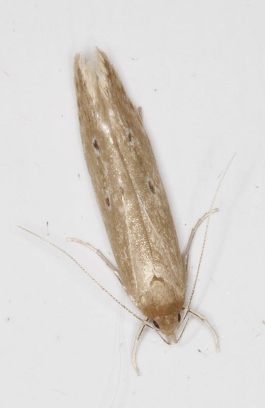 Maryland Biodiversity Project - Shy Cosmet Moth (Limnaecia phragmitella)