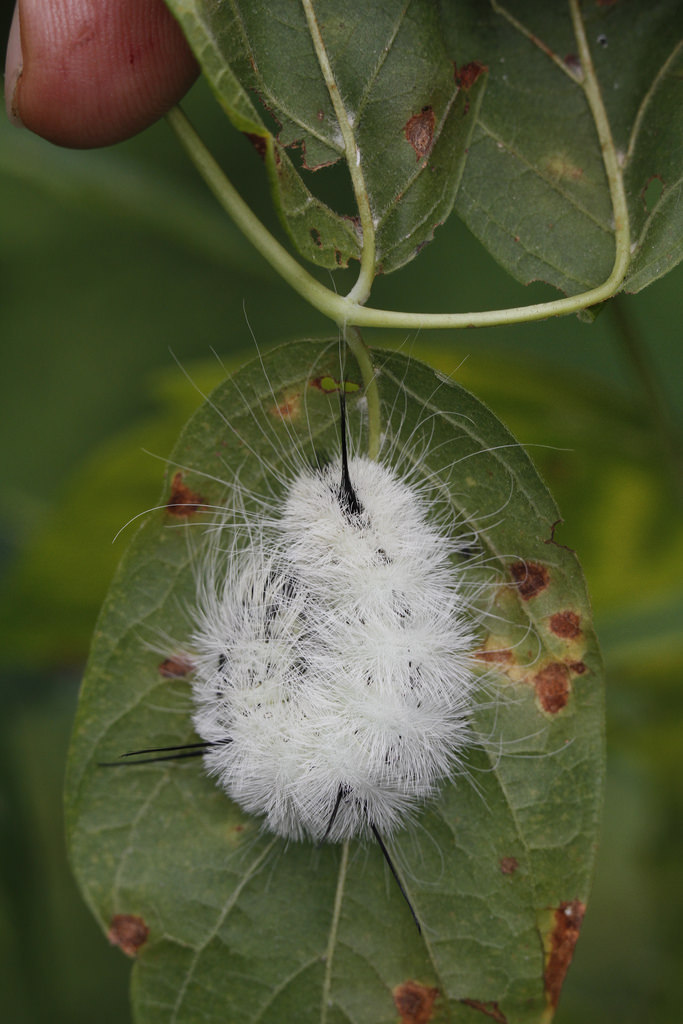 An American Dagger Moth in Howard Co., Maryland (8/12/2017).