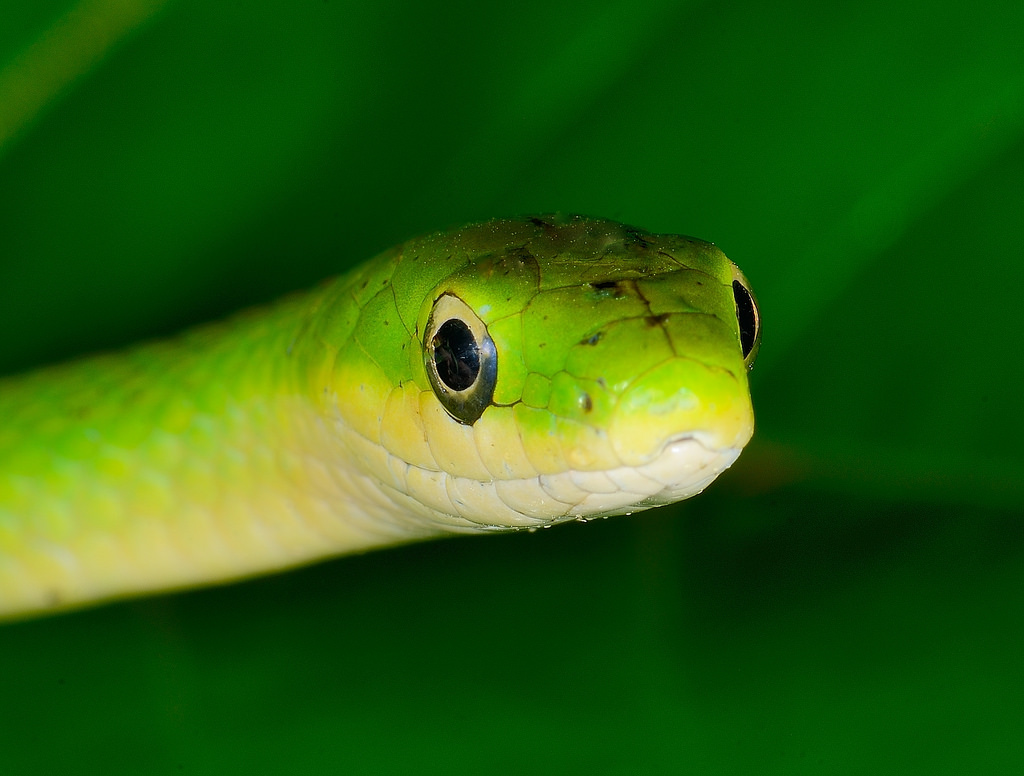 Maryland Biodiversity Project - Northern Rough Green Snake (Opheodrys ...