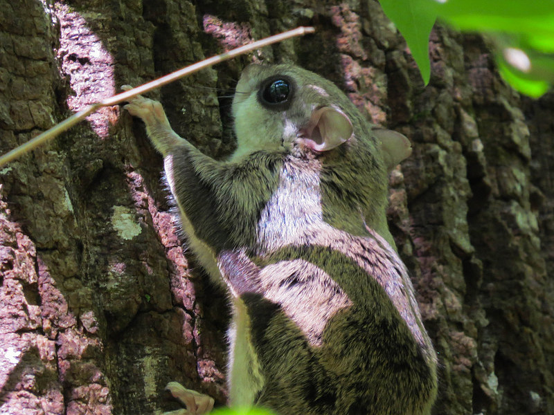 Florida's flying squirrels—smuggled abroad in the thousands