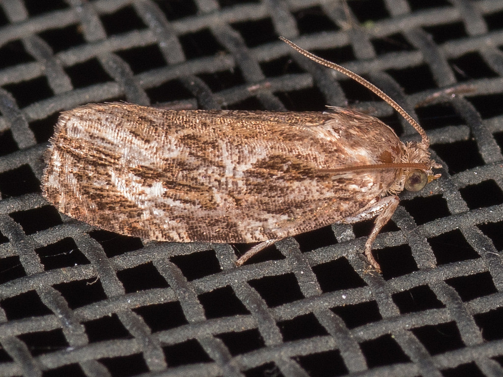 Maryland Biodiversity Project - Macrame Moth (Phaecasiophora confixana)
