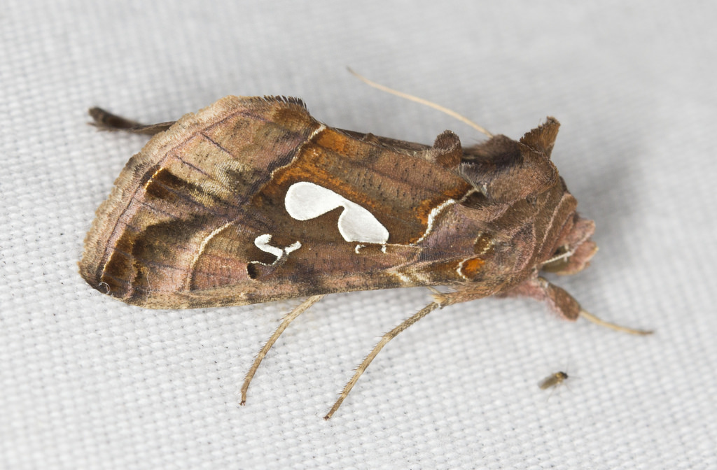 Maryland Biodiversity Project - Bilobed Looper Moth (Megalographa biloba)
