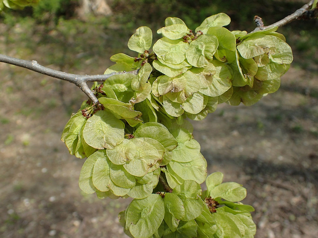 Slippery Elm  Glen Arboretum