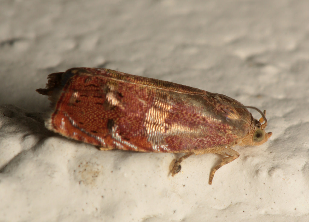 Maryland Biodiversity Project - Filbertworm Moth (Cydia latiferreana)