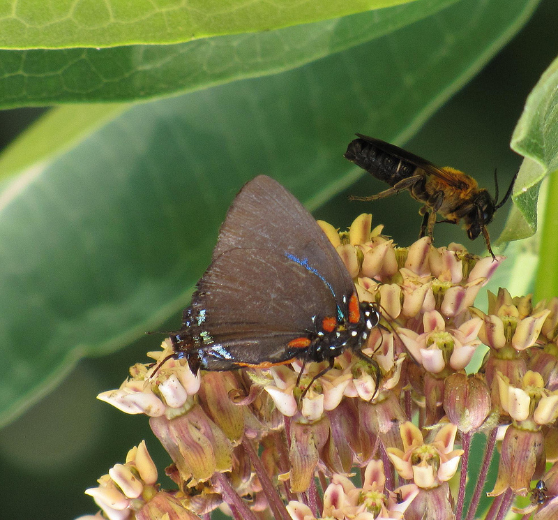 Great Purple Hairstreak Atlides halesus (Cramer, 1777