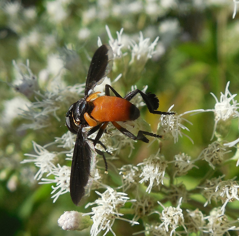 Maryland Biodiversity Project - Feather-legged Fly sp. (Trichopoda sp.)