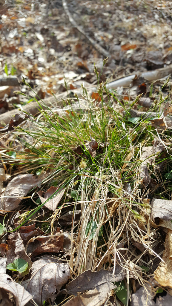 Emmon's Sedge in Worcester Co., Maryland (3/25/2017). Determined by Jim Brighton.