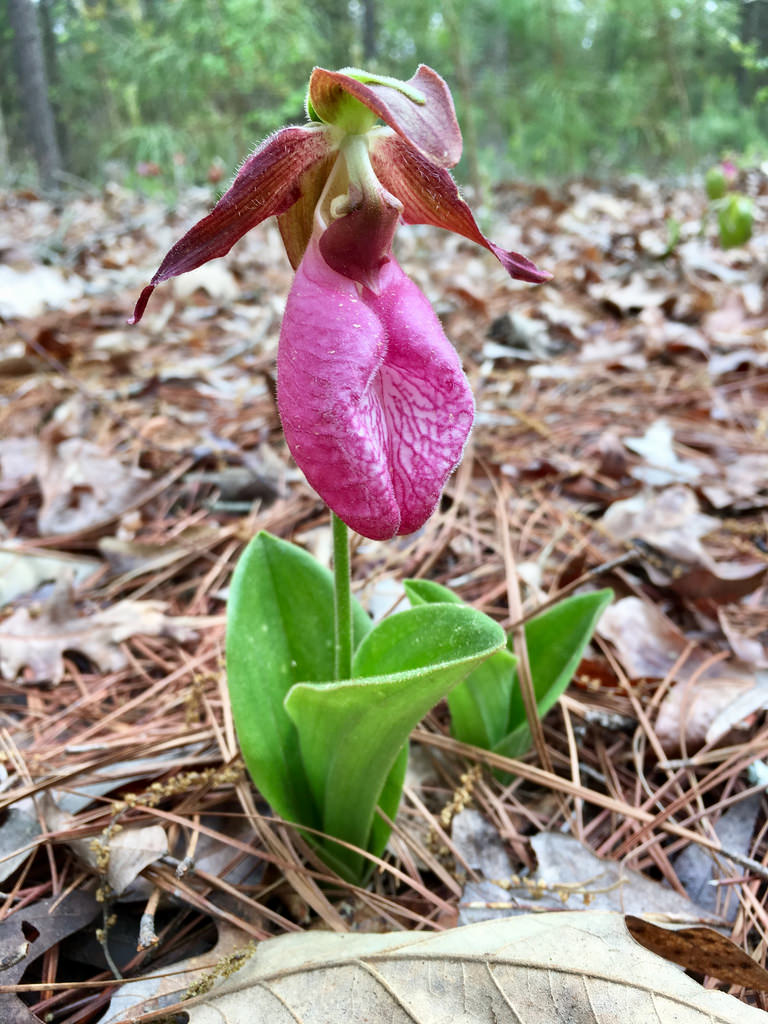 Lady's slipper orchids – Sweetgum and Pines