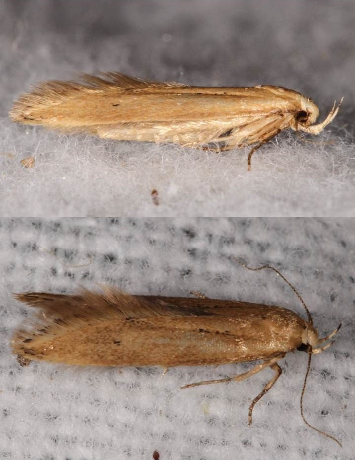 Maryland Biodiversity Project - Angoumois Grain Moth (Sitotroga cerealella)