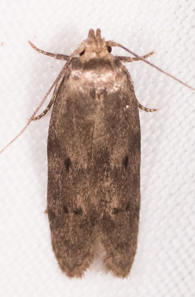 Maryland Biodiversity Project - Acorn Moth (Blastobasis glandulella)