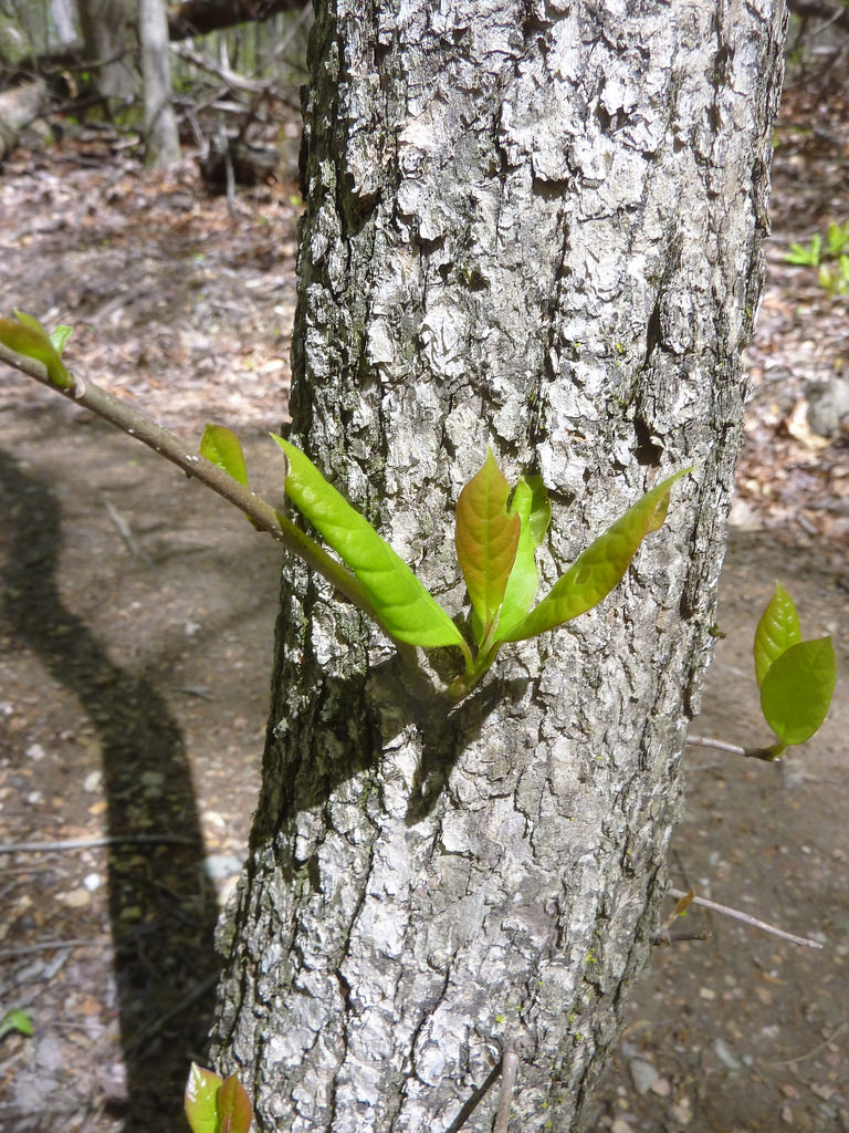 black gum tree leaves