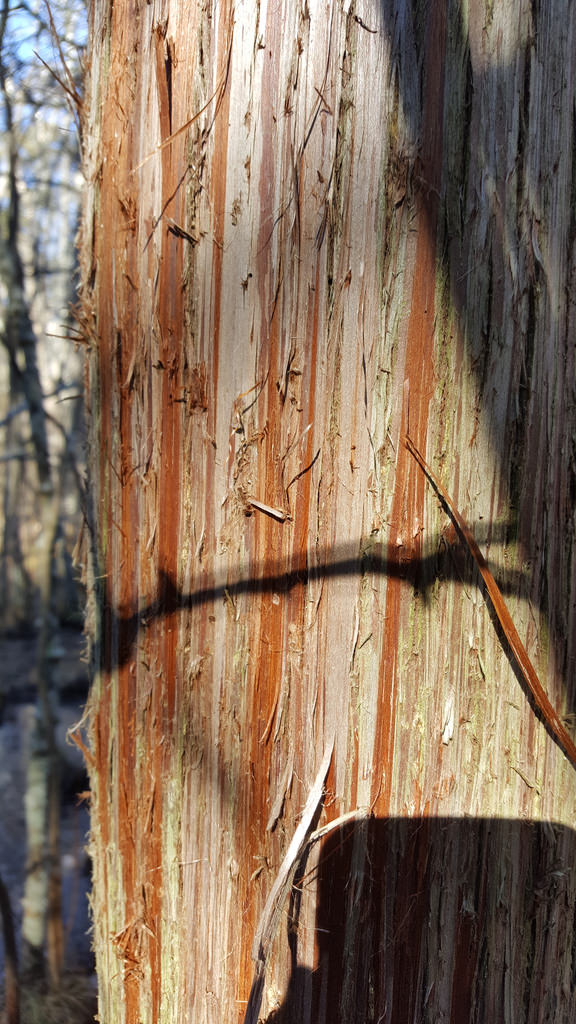 chamaecyparis thyoides bark