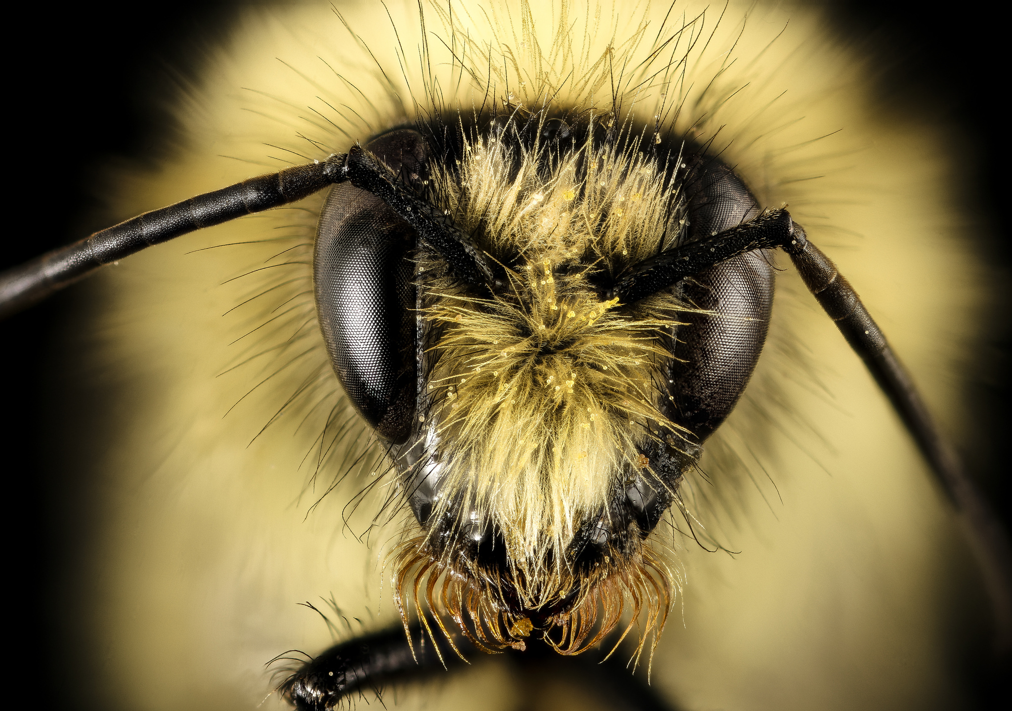 Какая голова пчел. Морда пчелы. Голова пчелы. Морда шмеля. Лицо пчелы.