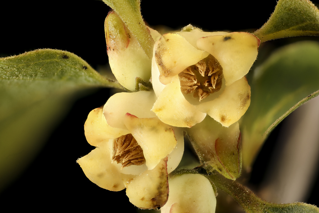 Common Persimmon in bloom in Howard Co., Maryland (6/16/2017). Collected and processed by Helen Lowe Metzman.