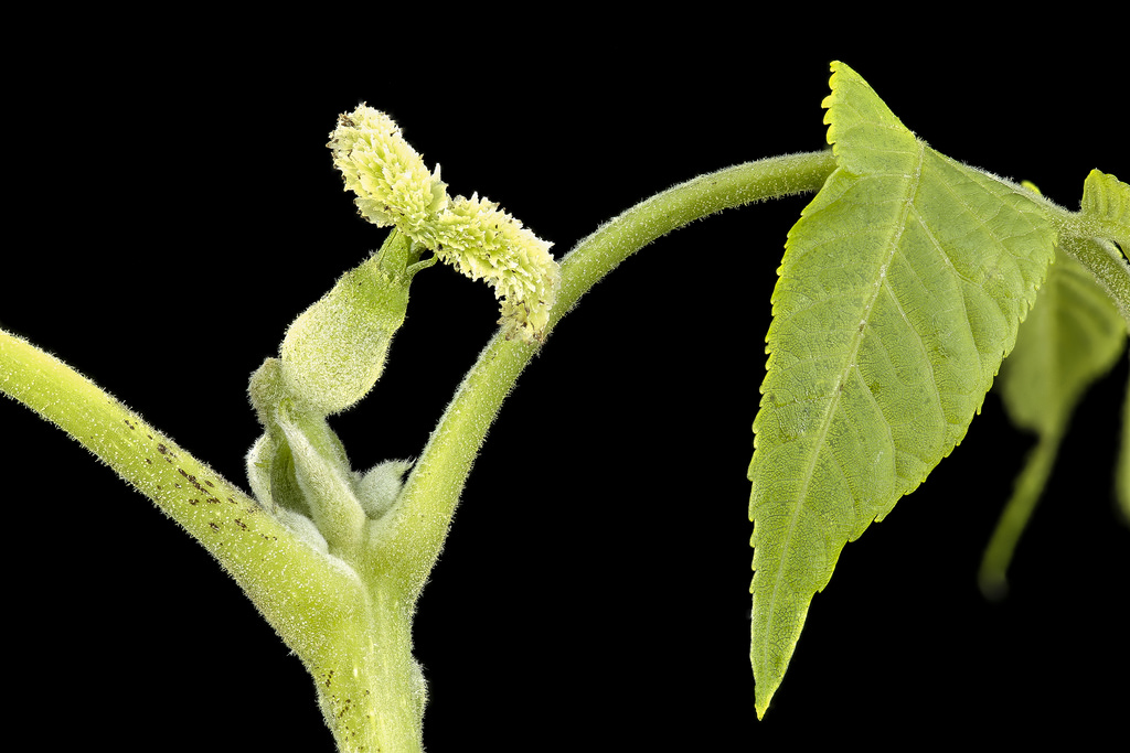 Black Walnut (close-up of female) in Howard Co., Maryland (6/1/2017). 