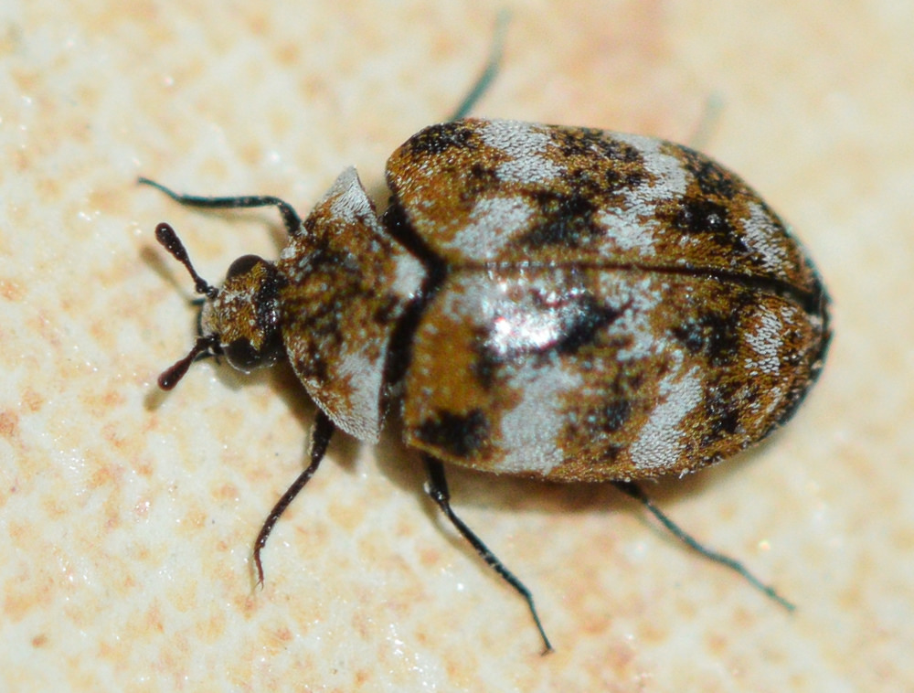 Varied Carpet Beetle Identification & Info  Bug Express - Pest Control and  Exterminator Services
