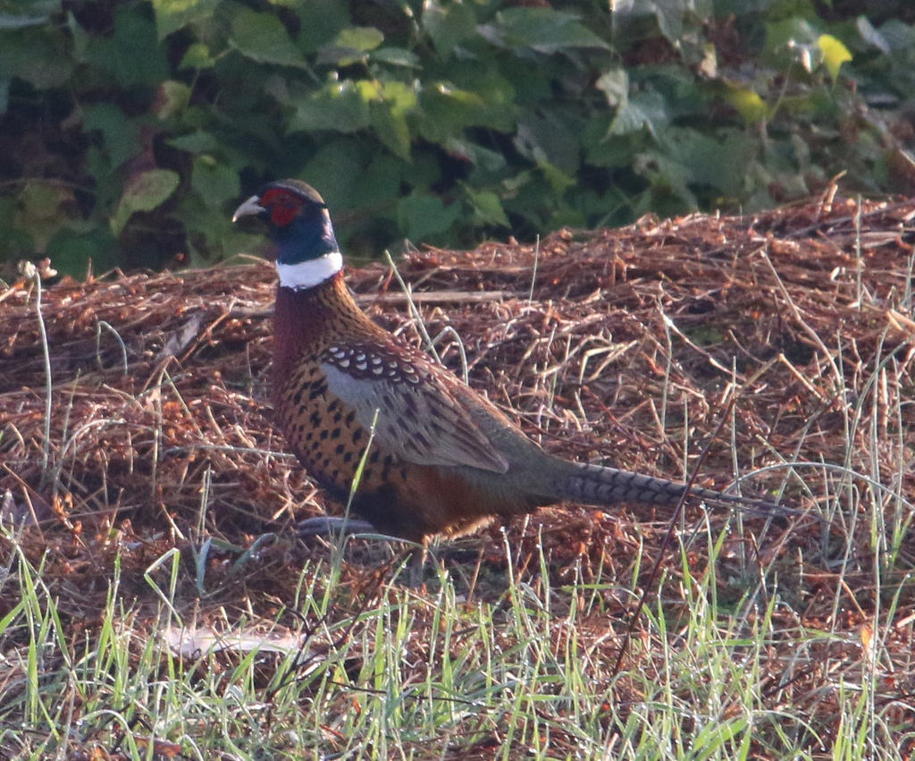 Pheasant Season in Maryland