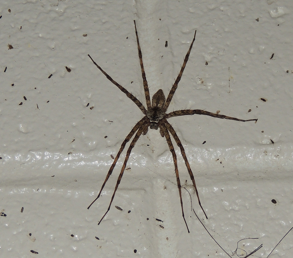 White Banded Fishing Spider