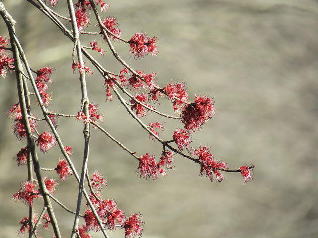 Red Maple in Caroline Co., Maryland (3/5/2018).