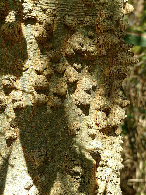 This Bark is Rough: Hackberry