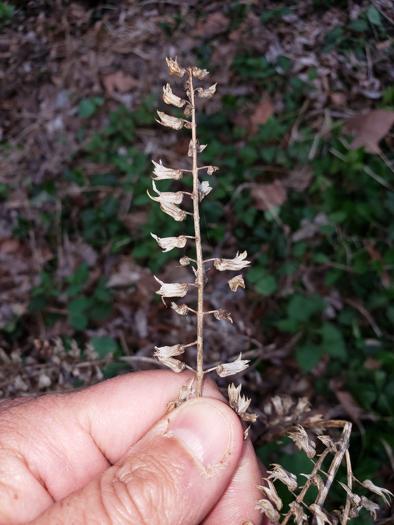 Beefsteak Plant in Washington Co., Maryland (4/15/2018).