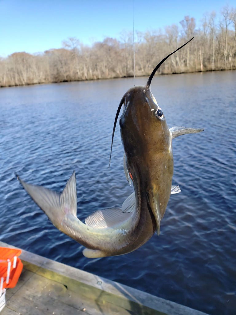 Maryland Biodiversity Project - Channel Catfish (Ictalurus Punctatus)