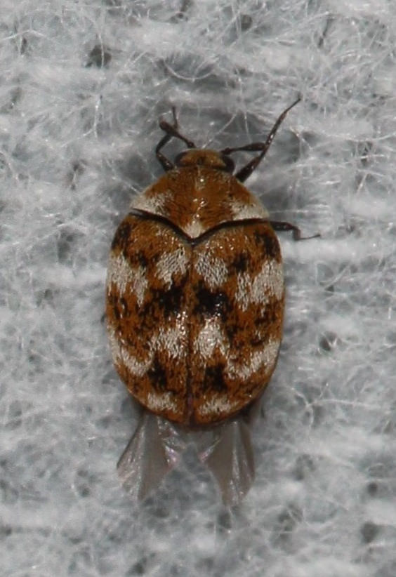 The lethal and sterile doses of gamma radiation on the museums pest, varied carpet  beetle, Anthrenus verbasci (Coleoptera: Dermestidae)
