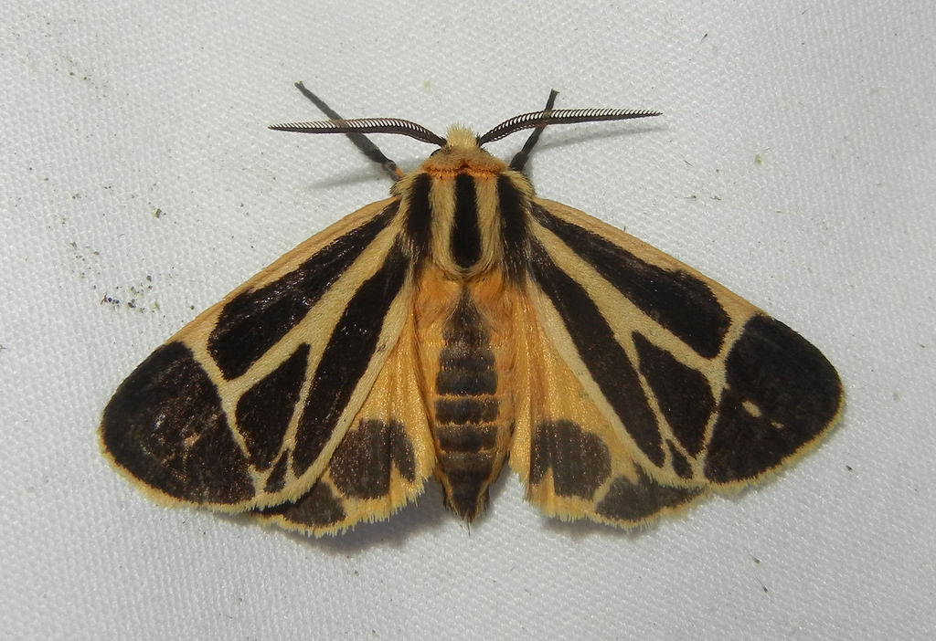 Maryland Biodiversity Project - Nais Tiger Moth (Apantesis nais)