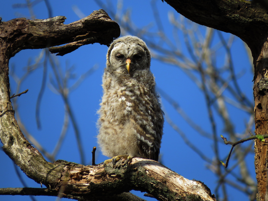 Maryland Biodiversity Project - Barred Owl (Strix varia)