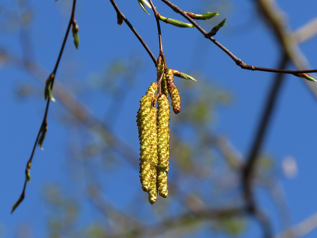 Sweet Birch catkins in Harford Co., Maryland (4/26/2018).