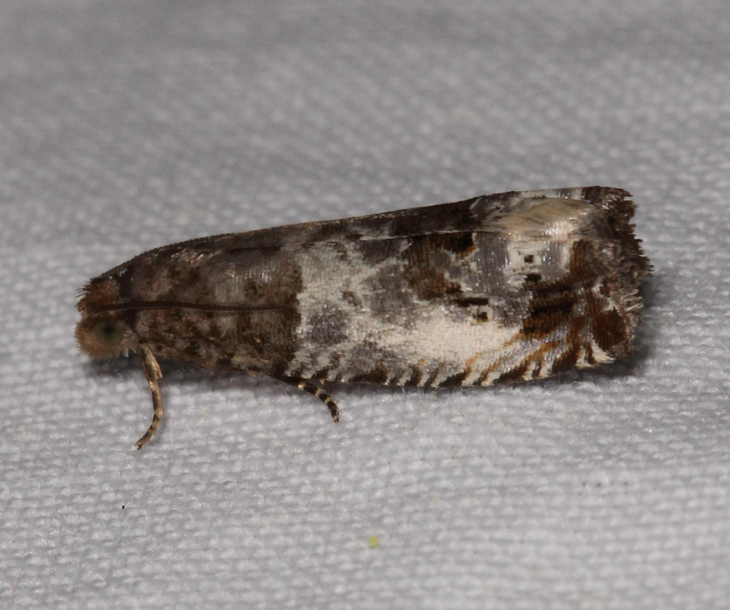 Maryland Biodiversity Project - Doubleday's Notocelia Moth (Notocelia ...