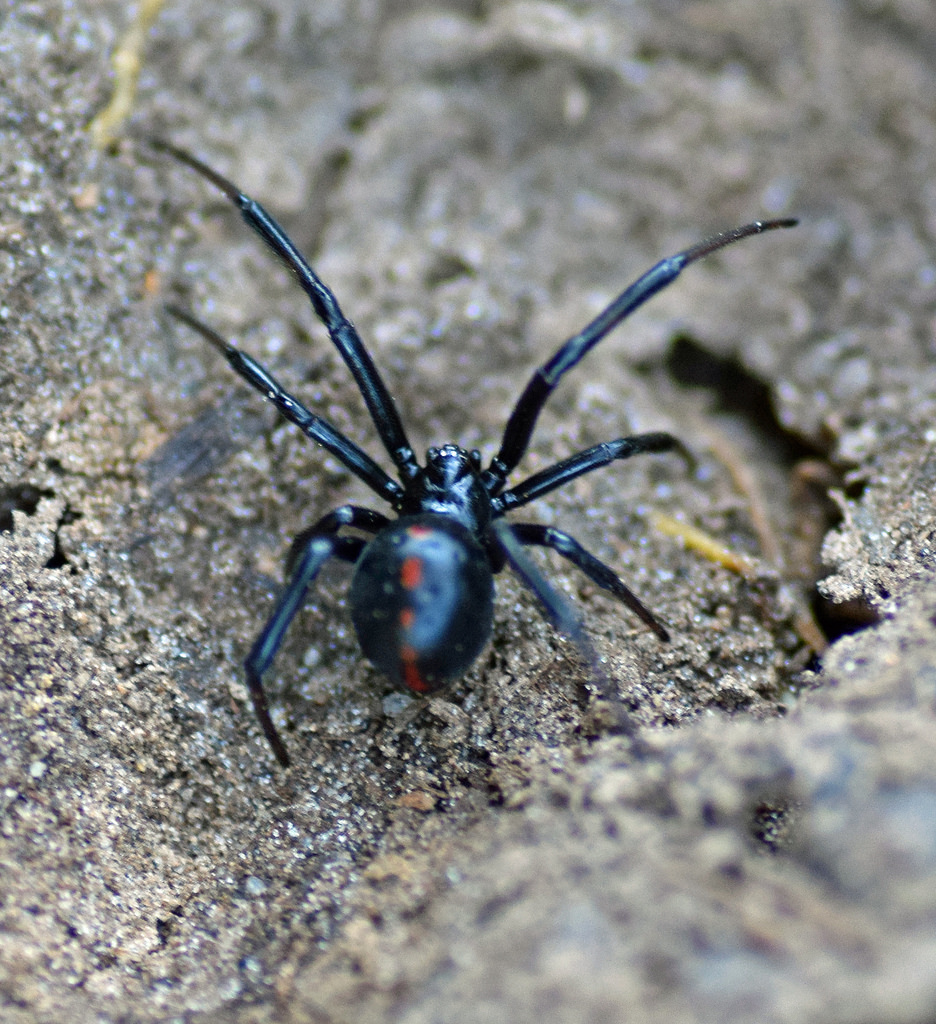 Maryland Biodiversity Project - Southern Black Widow (Latrodectus mactans)