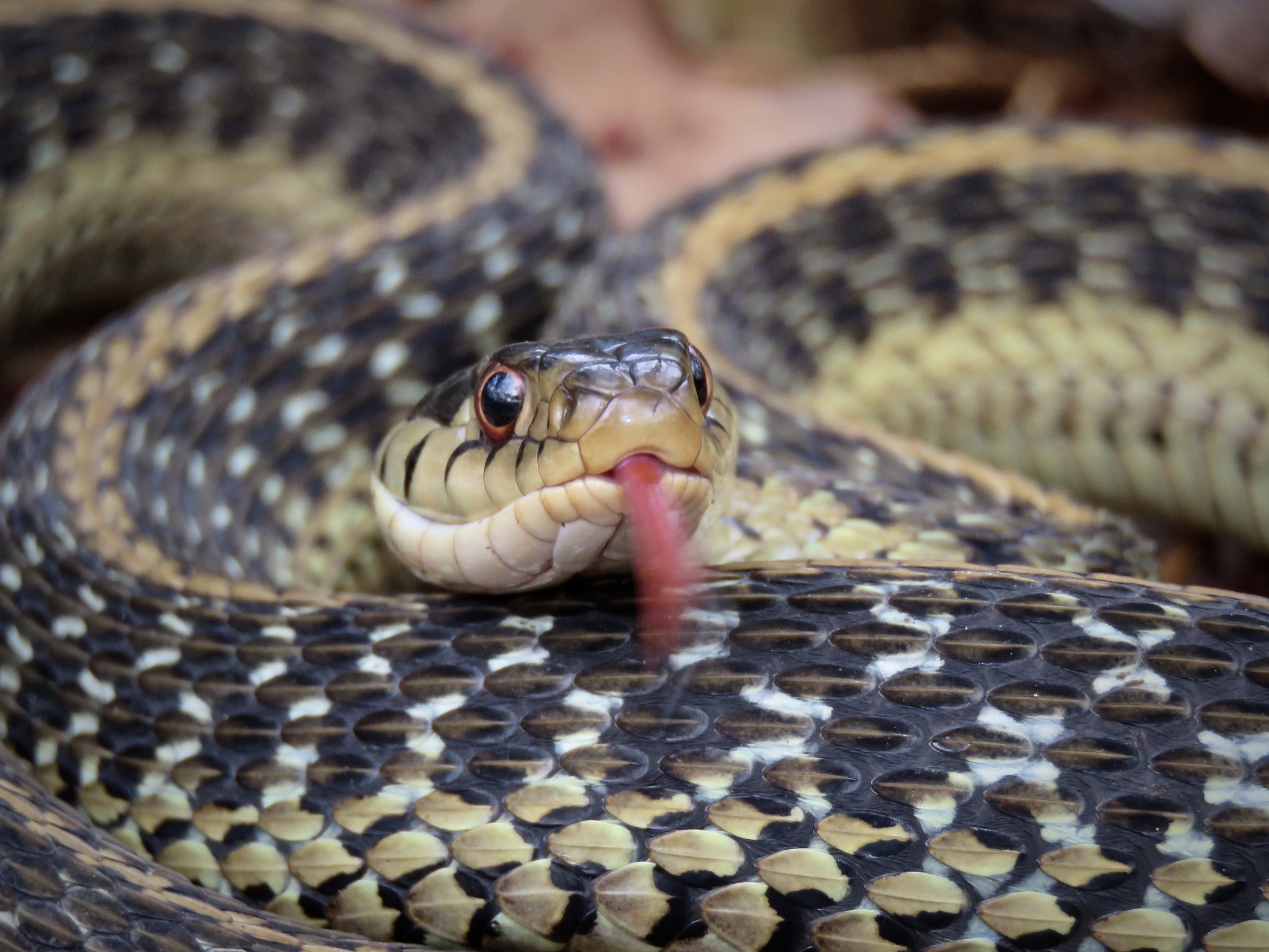 Maryland Biodiversity Project Eastern Garter Snake (Thamnophis sirtalis)