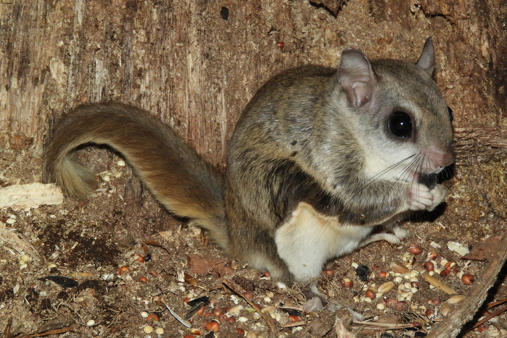 リスの種類 - 北アメリカまたはミナミモモンガ (Glaucomys volans)