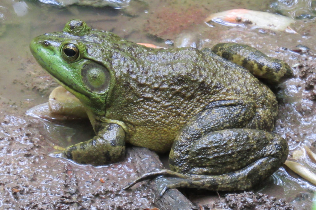 Maryland Biodiversity Project - American Bullfrog (Lithobates catesbeianus)