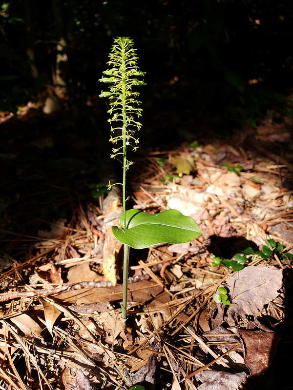 Green Adder's Mouth Orchid