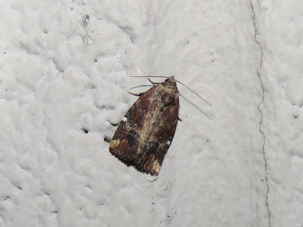 Maryland Biodiversity Project - Variegated Midget Moth (Elaphria ...