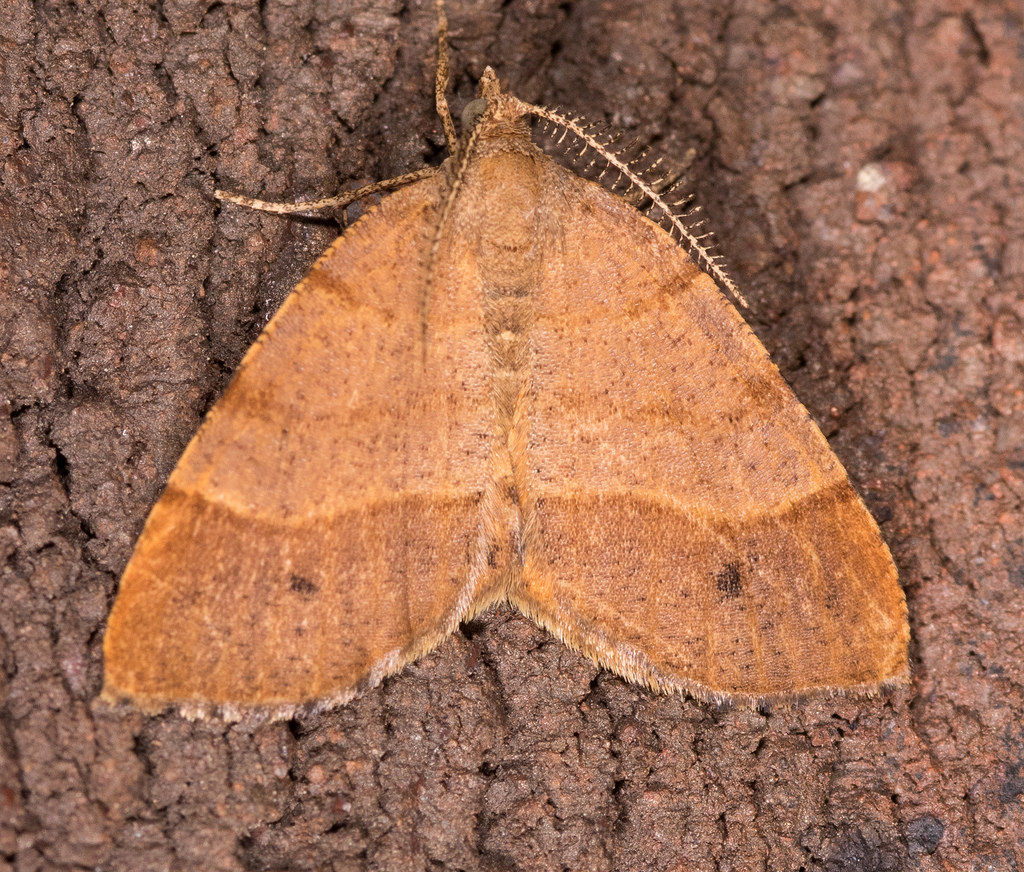 Maryland Biodiversity Project - Orangewing Moth (Mellilla 