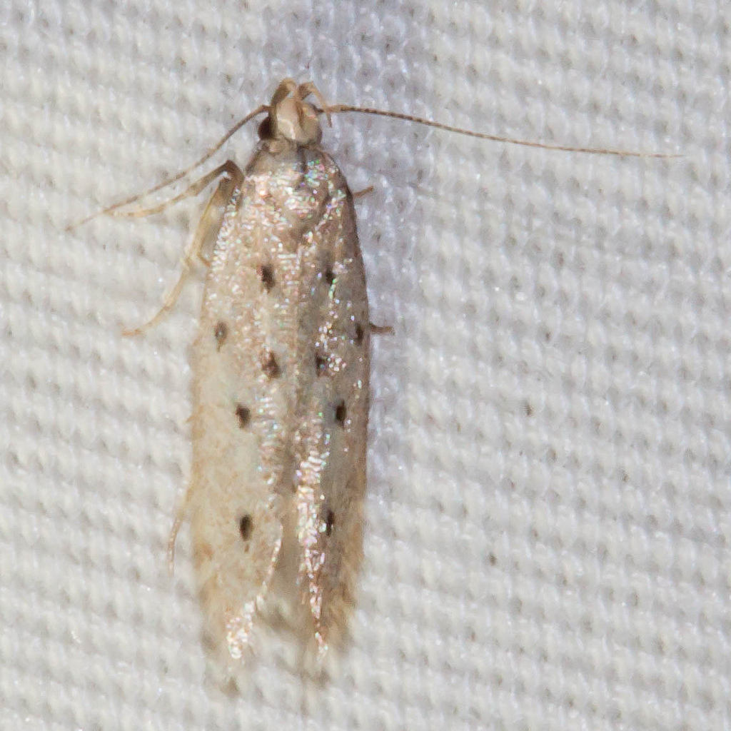 Maryland Biodiversity Project - Five-spotted Twirler Moth (Monochroa ...