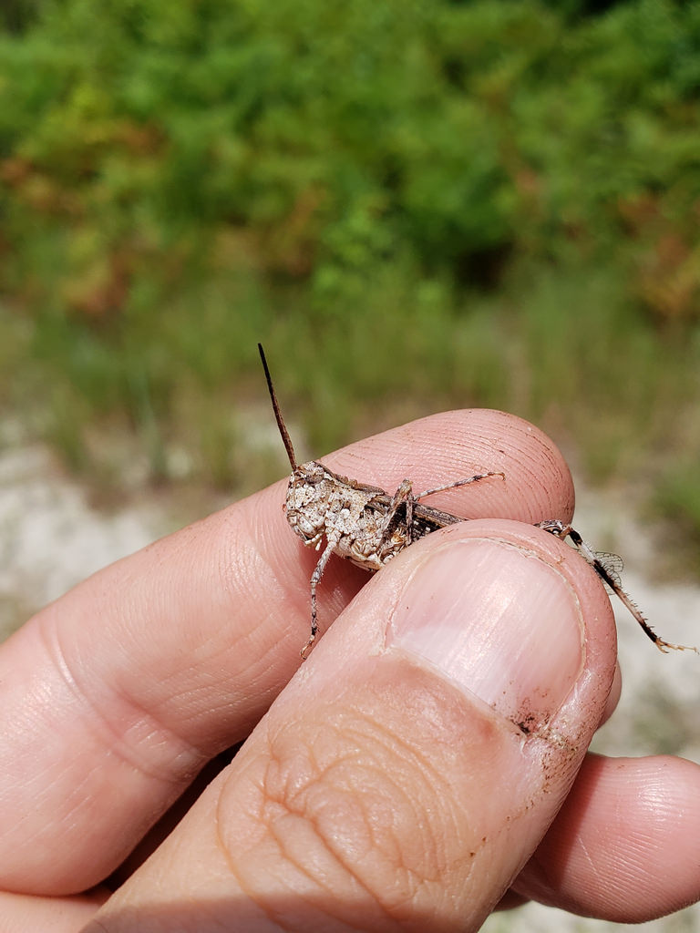 A Longhorn Band-wing Grasshopper in Worcester Co., Maryland (7/22/2018). Verified by Brandon Woo.