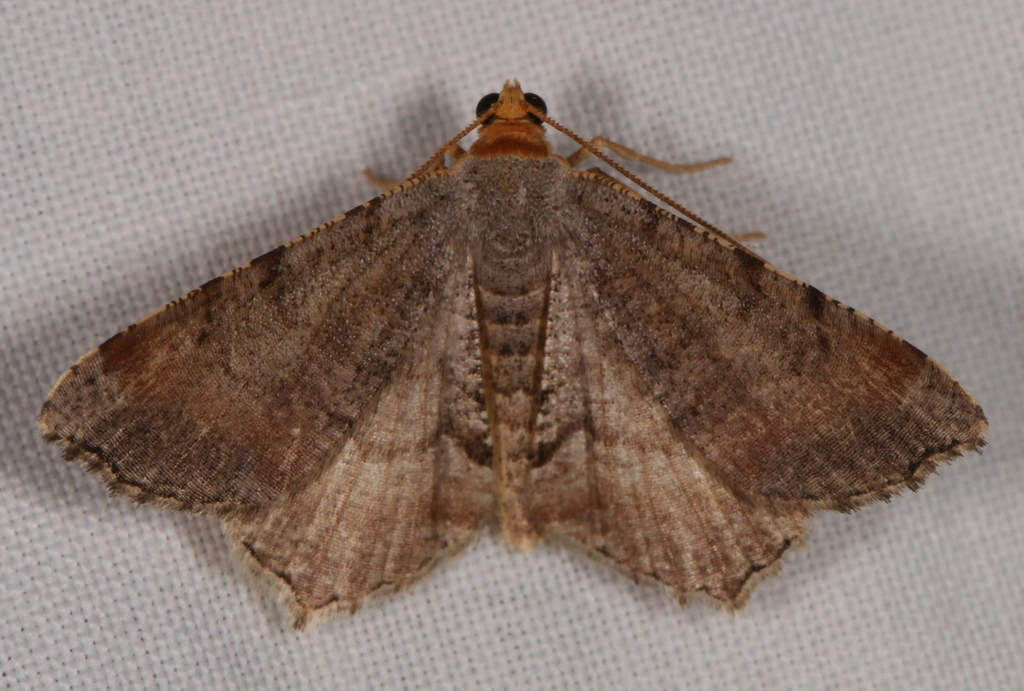 Maryland Biodiversity Project - Minor Angle Moth (Macaria minorata)