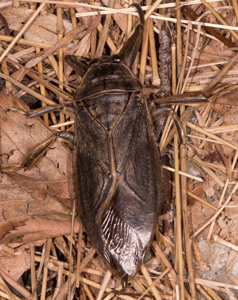 Maryland Biodiversity Project No Common Name Lethocerus Sp