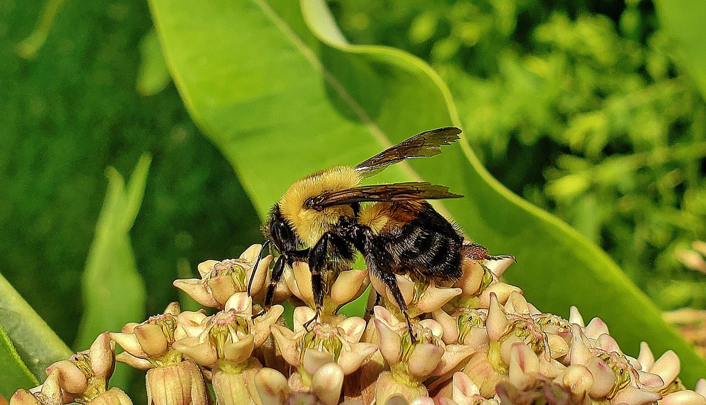 Common Eastern Bumblebee (NPS National Capital Region Bees and Wasps) ·  iNaturalist