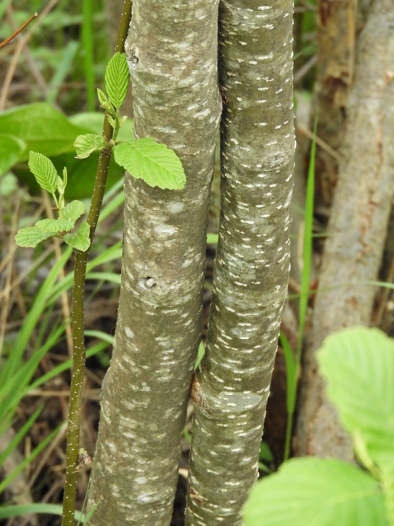 Speckled Alder Identification