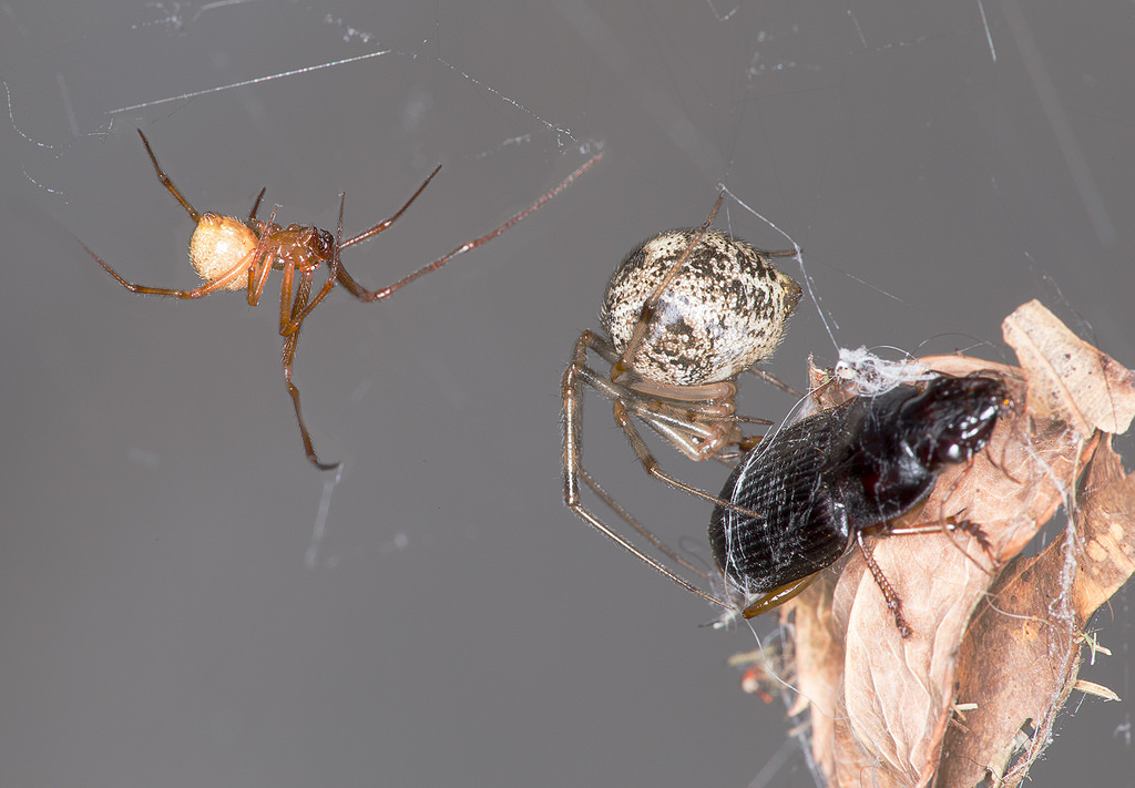 Spider Spotlight: House Spiders · ExtermPRO