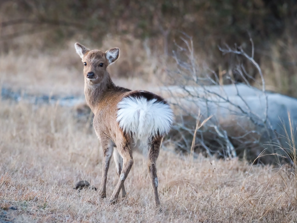 Maryland Biodiversity Project Sika Deer (Cervus nippon)