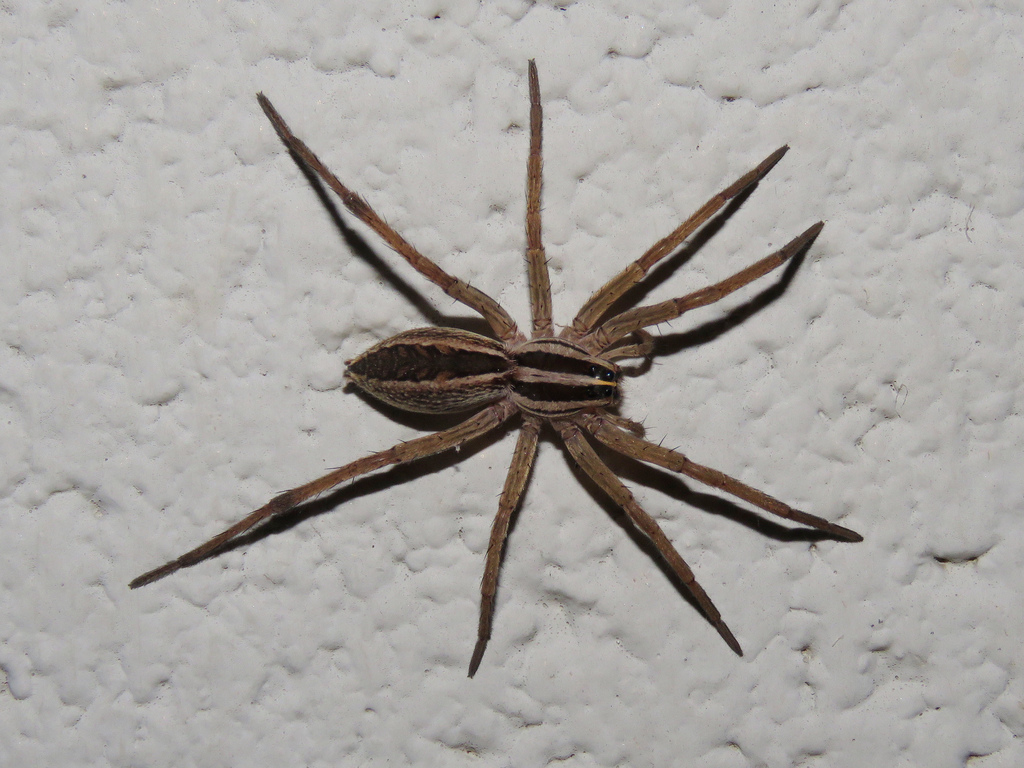 rabid wolf spider