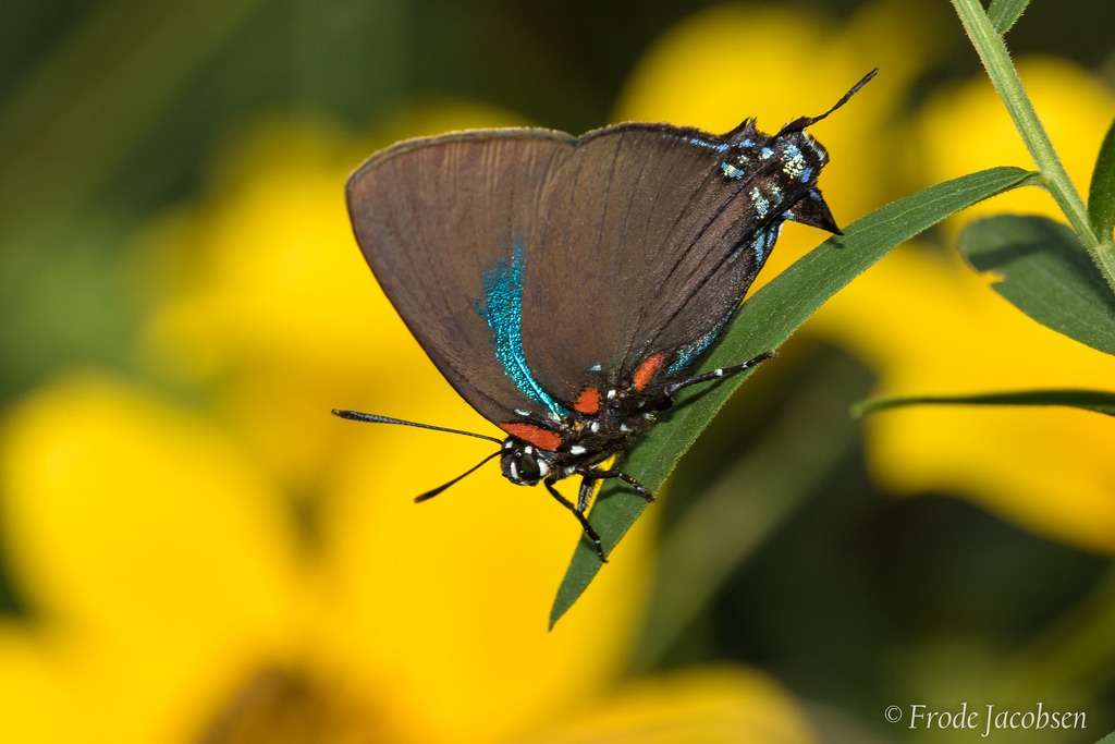 Great Purple Hairstreak Atlides halesus (Cramer, 1777